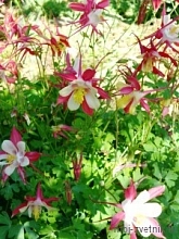 Аквилегия гибридная (водосбор) 'Маккана'