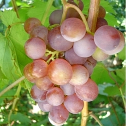 Виноград 'Русский ранний' Виноград 'Русский ранний'