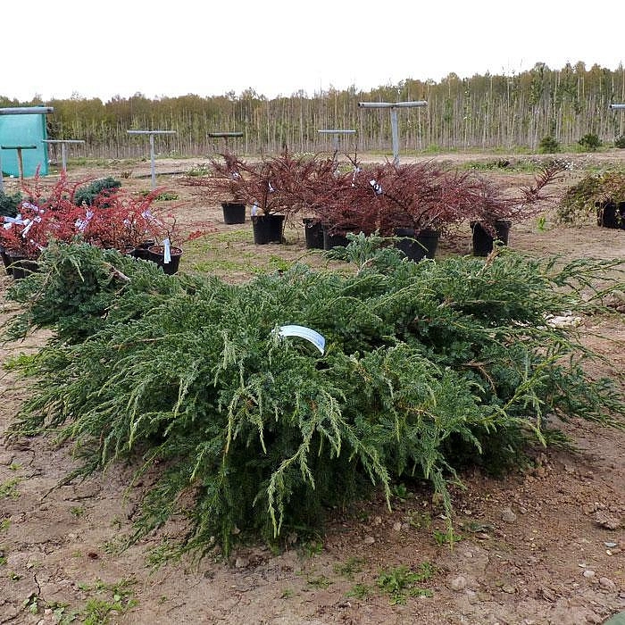 Можжевельник чешуйчатый 'Блу Карпет'