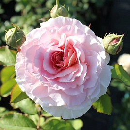 Роза 'Цезарь' (плетистая)(розовая)