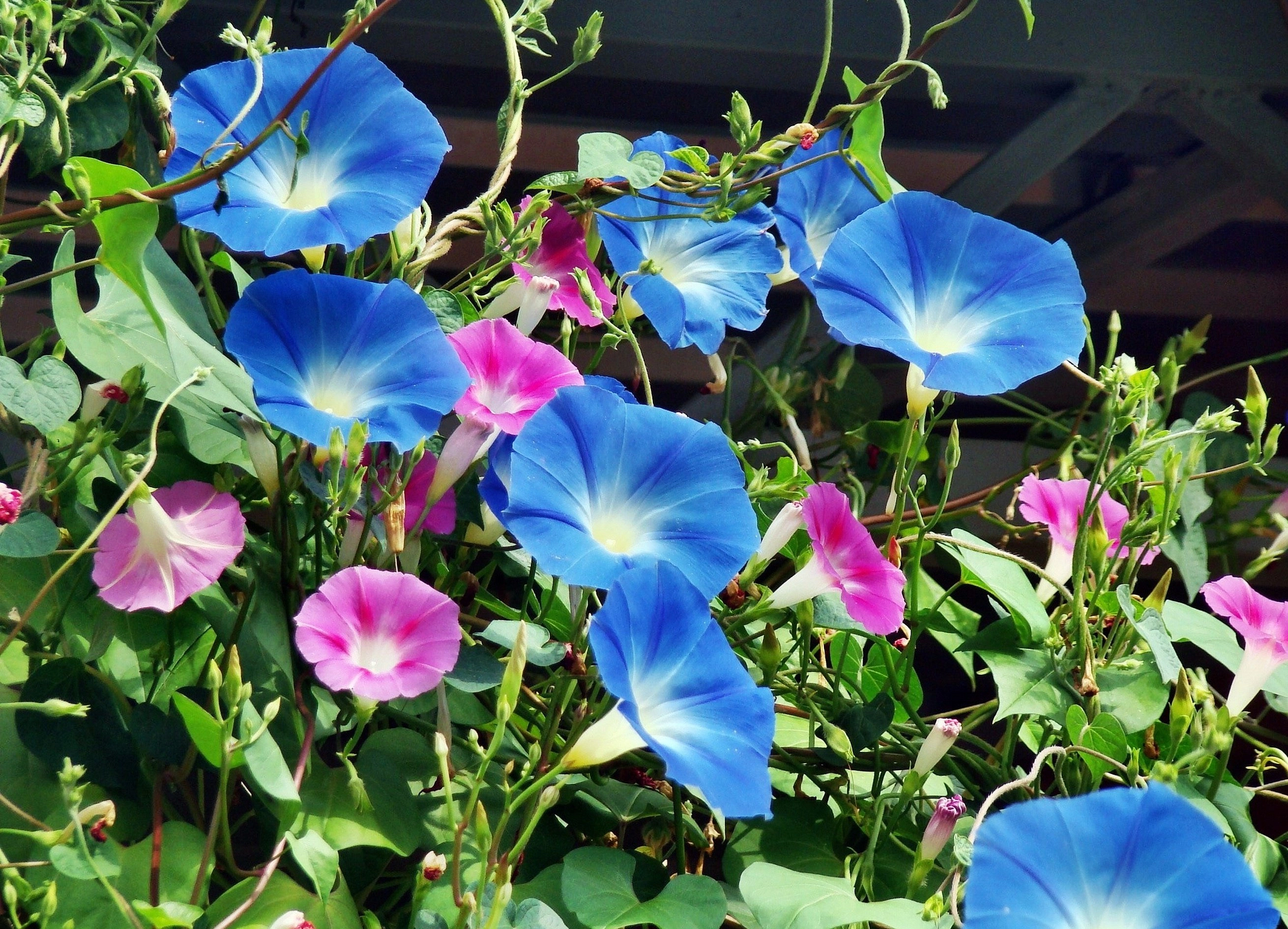 Семена Вьюнок