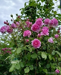 Роза 'Озеана' (плетистая) (розовая)