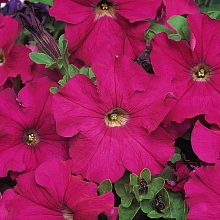 Петуния (сурфиния) гибридная 'Дримс Неон Роуз' (темно-розовая)