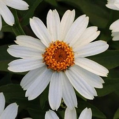 Цинния мариландская 'Захара Уайт' (белая)