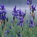Ирис сибирский 'Блю Кинг'