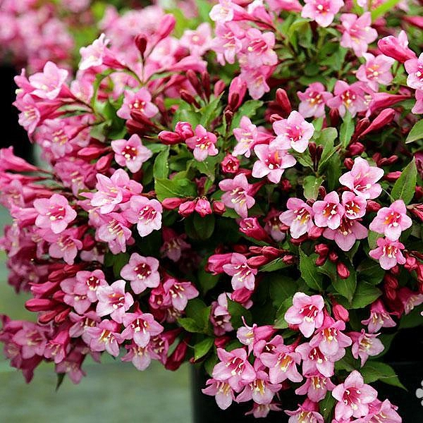 Вейгела 'Минуэт'