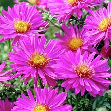 Астра кустовая 'Аннеке'
