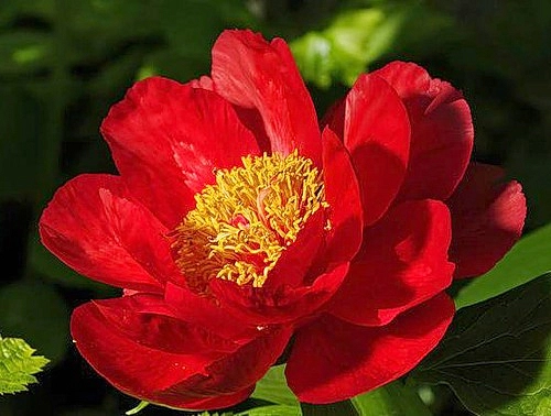 Пион молочноцветковый 'Америка' (красный анемоноцветный)