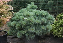 Сосна веймутова 'Макопин'