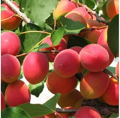 Абрикос 'Саратовский рубин'