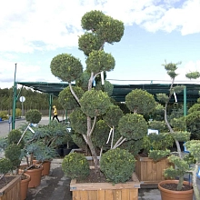 Тис средний 'Гроенланд' бонсай