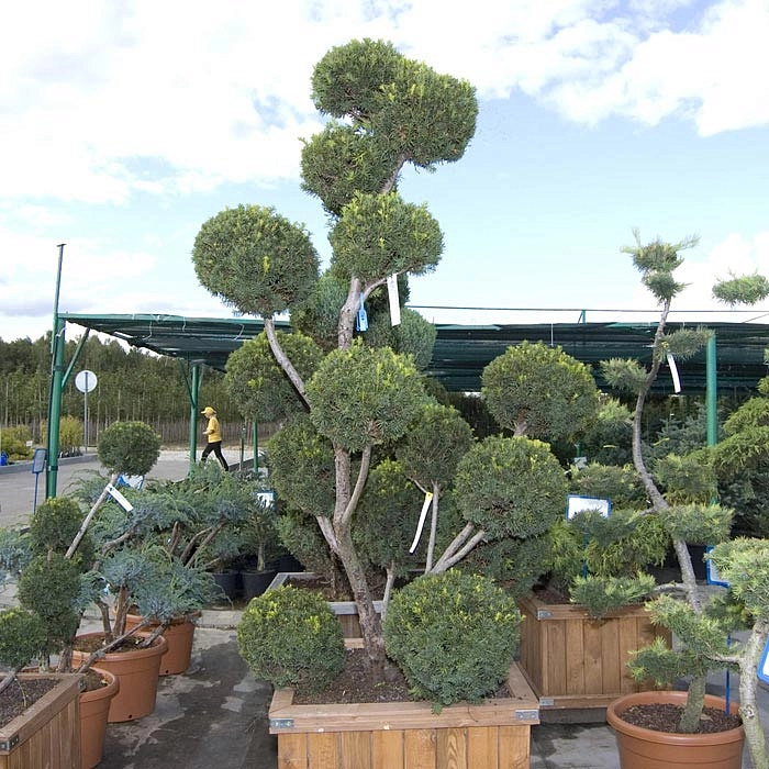 Тис средний 'Гроенланд' бонсай