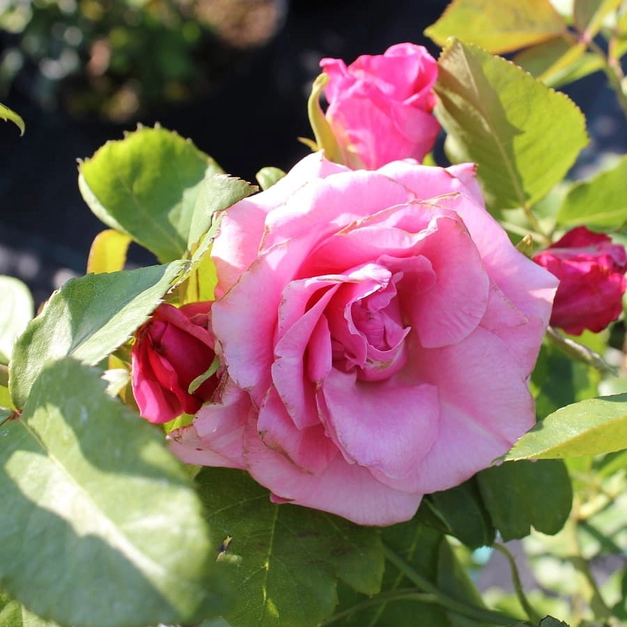 Роза 'Парадайз' (чайно-гибридная) (фиолетовая)