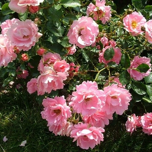 Роза 'Зоммервинд' (почвопокровная) (розовая)