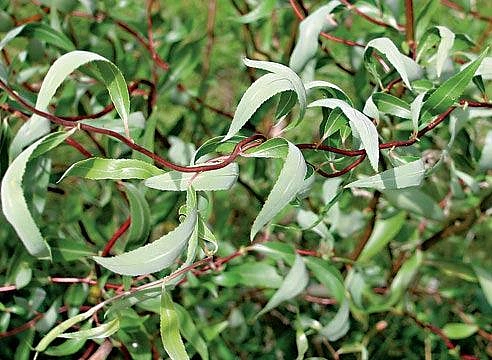 Ива гибридная (извилистая) 'Коралл'