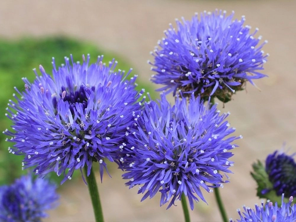 Семена Букашник 