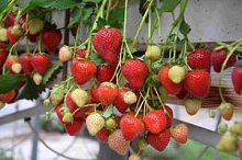 Земляника (клубника) 'Моллинг Аллюр'