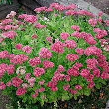 Седум видный (Очиток) 'Бриллиант'