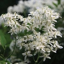 Клематис жгучий