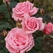 Роза 'Рамира' (плетистая) (розовая)
