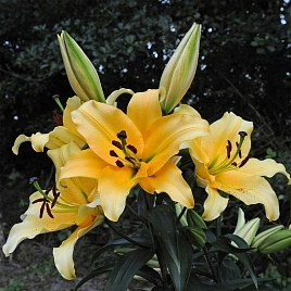 Лилия 'Корковадо' (желтая темная)