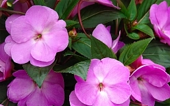 Бальзамин новогвинейский 'Импатенс Нью Гвинея' (микс)