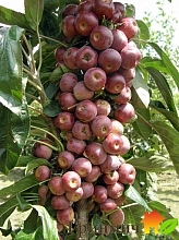 Яблоня колоновидная 'Аполло'