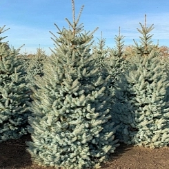 Ель колючая 'Эдит' Ель колючая 'Эдит'