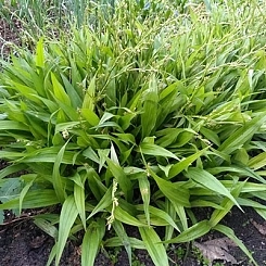 Осока ржавопятнистая