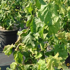 Лещина обыкновенная 'Твистер'