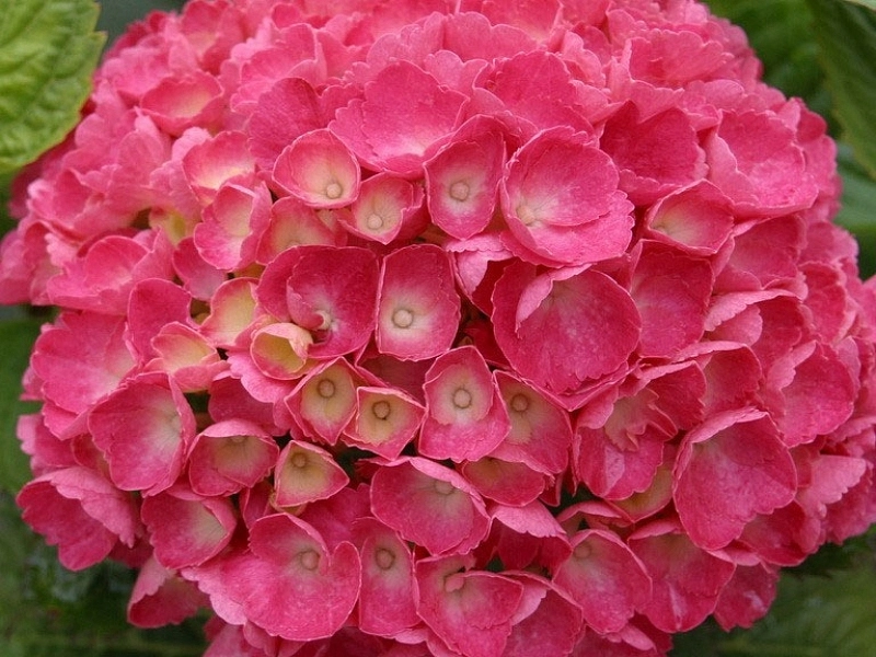Гортензия крупнолистная 'Ред Барон'