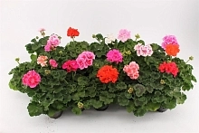 Пеларгония (микс)