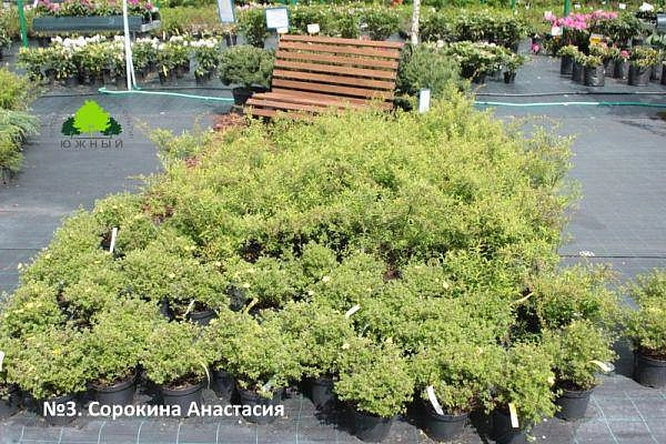 Ландшафтная композиция Сорокиной Анастасии
