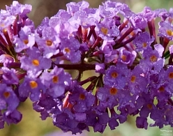 Буддлея Давида 'Бордер Бьюти'