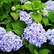 Гортензия крупнолистная 'Эндлесс Саммер блю'
