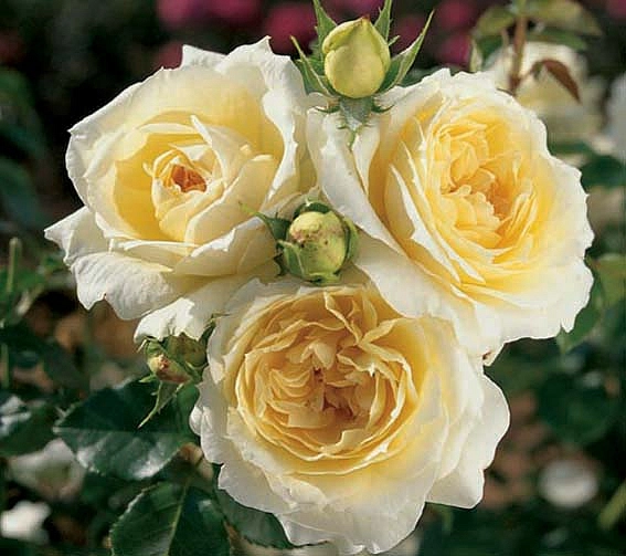 Роза 'Чайковский' (флорибунда)(желтая)