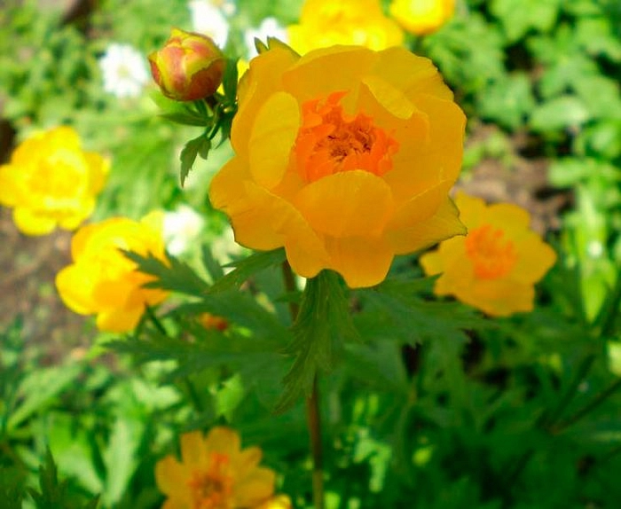 Купальница обыкновенная (европейская)