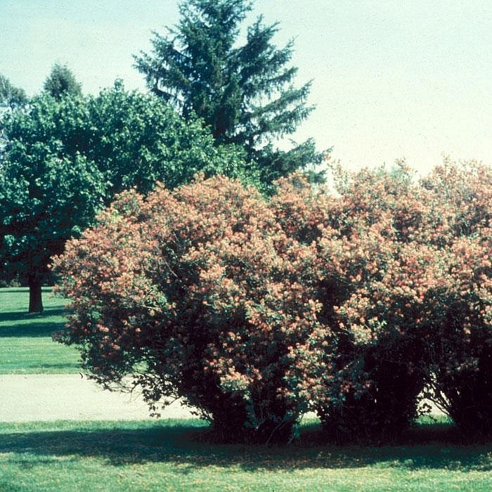 Жимолость татарская