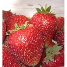 Земляника (клубника) 'Алина'