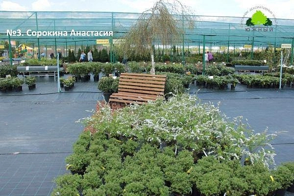 Ландшафтная композиция Сорокиной Анастасии