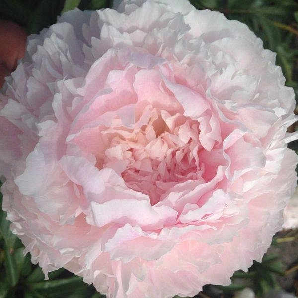 Пион молочноцветковый 'Шифон Парфэ' (коралово - белый)