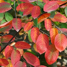 Ирга канадская (ламарка) 'Балерина'