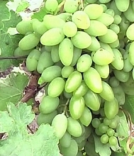 Виноград 'Тимур'