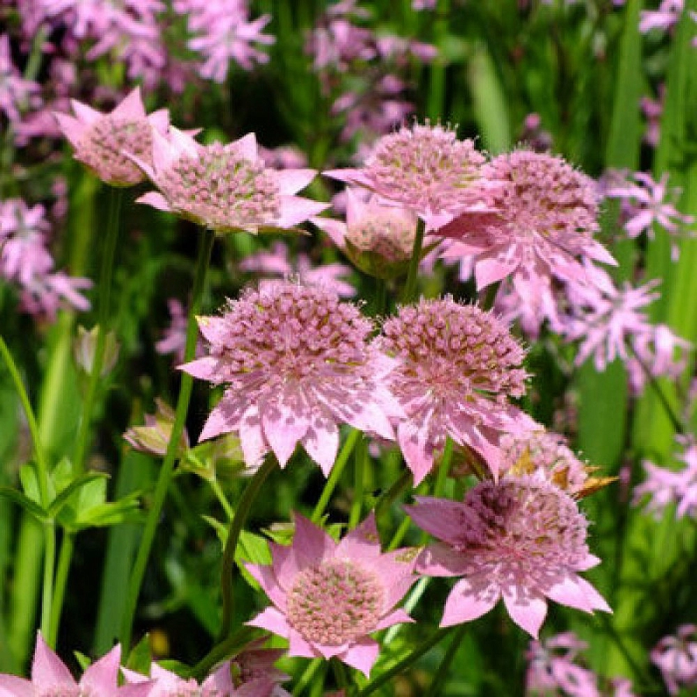 Астранция большая