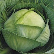 Капуста 'Пластун'