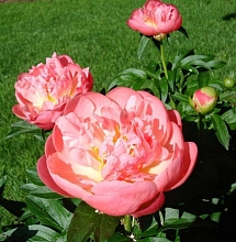 Пион молочноцветковый 'Пинк Гаваиан Корал' (коралово-розовый)