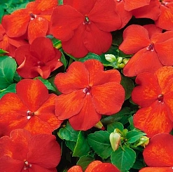 Бальзамин Уоллера 'Сингл Супер Элфин ХР Брайт Оранж' (оранжевый)