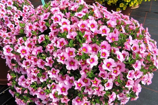 Калибрахоа ампельная 'Блумтастик Роуз Квартц' (кашпо)