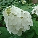Гортензия дуболистная 'Сноу Квин'