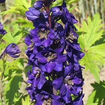 Дельфиниум 'Джаинт Блэк'